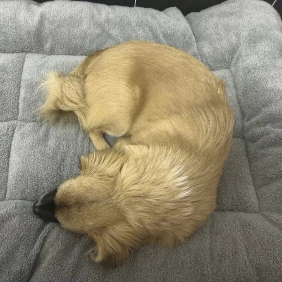 Thickened Multi-Size Dog Bed