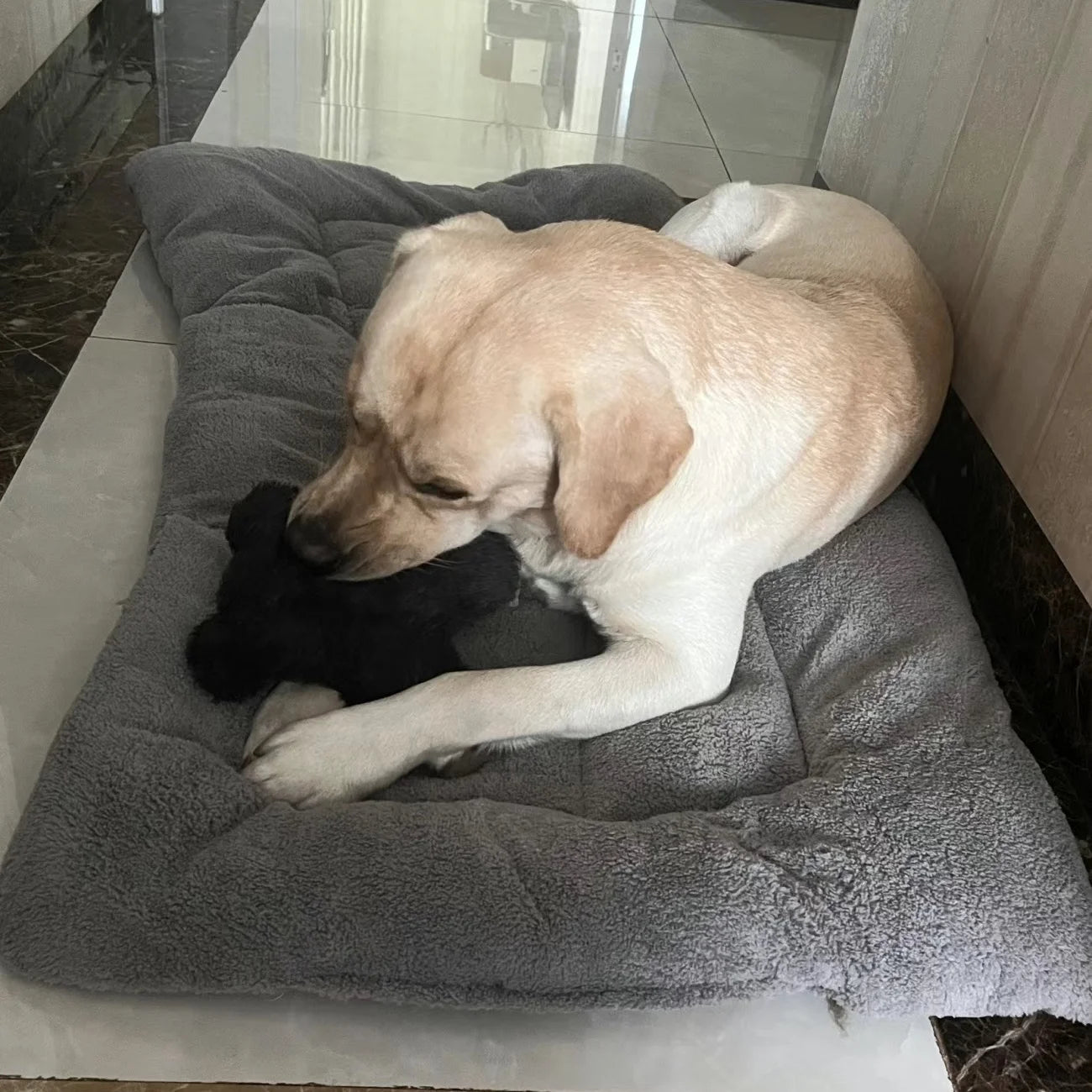 Thickened Multi-Size Dog Bed